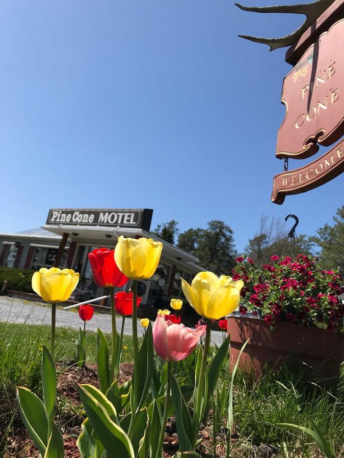 Pinecone Motel Sussex Zewnętrze zdjęcie